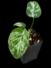 Load image into Gallery viewer, Monstera Bulbasaur

