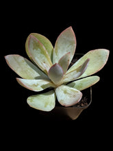Load image into Gallery viewer, Echeveria Cante
