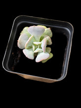 Load image into Gallery viewer, Echeveria Cubic Frost
