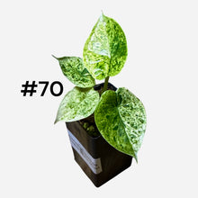 Load image into Gallery viewer, Alocasia baginda Dragon Scale Mint
