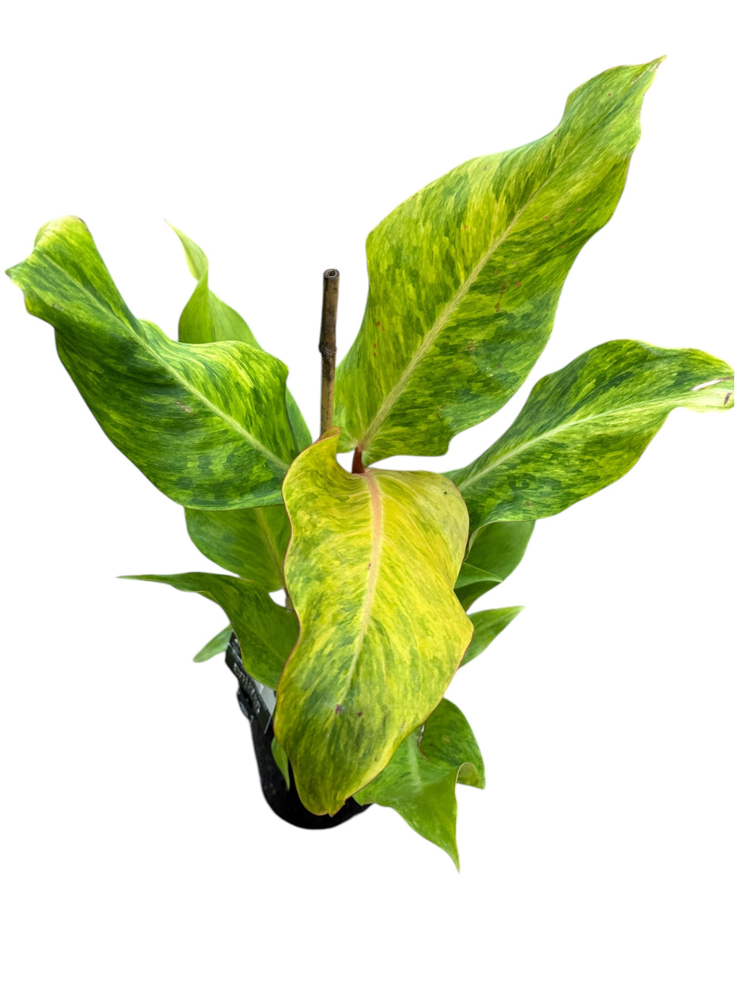 Philodendron Erubescens - Autumn Queen
