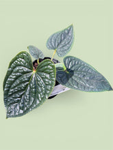 Load image into Gallery viewer, Anthurium Luxurians
