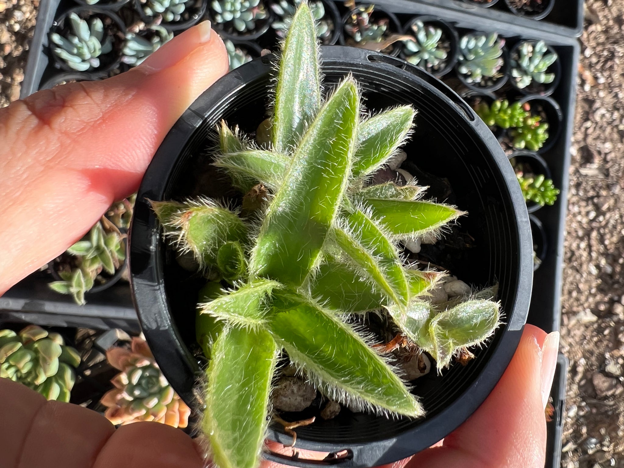 kitten ear succulent Cyanotis Kitten Ears – Sugarloaf Greenery