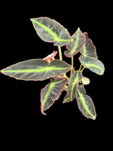 Load image into Gallery viewer, Begonia Listada
