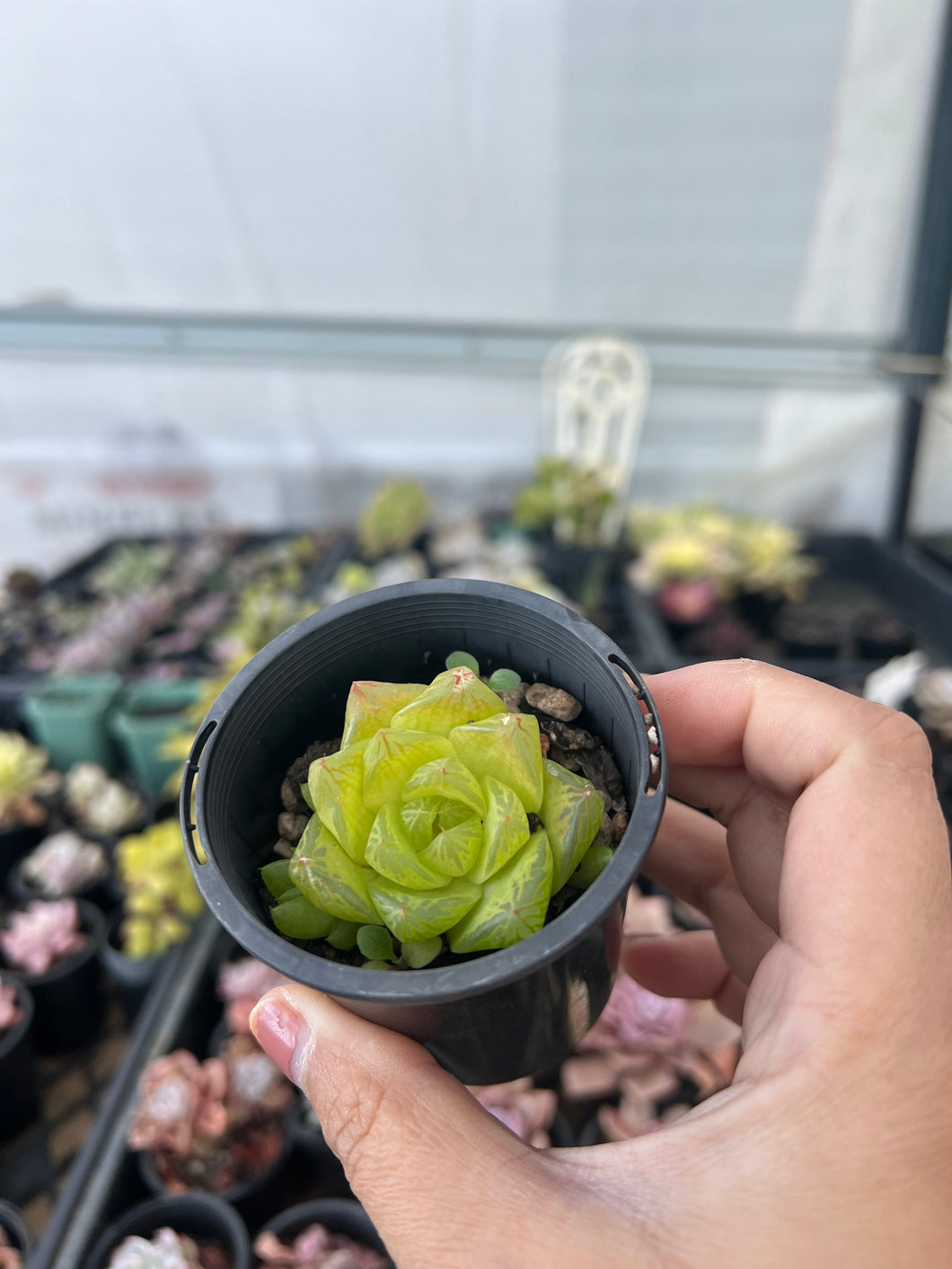 Haworthia cymbiformis f. pallida