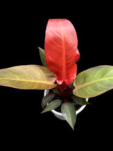 Load image into Gallery viewer, Philodendron Sun Red
