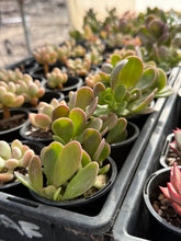 Load image into Gallery viewer, Senecio jacobsenii - Trailing Jade
