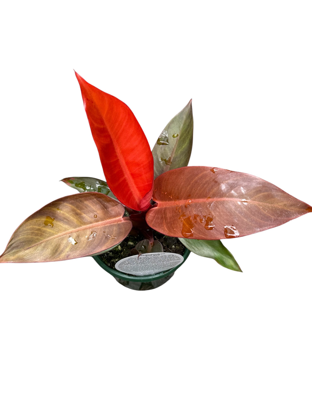 Philodendron Sun Red