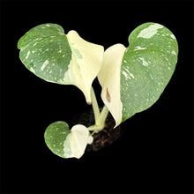 Load image into Gallery viewer, Monstera Thai Constellation High Variegation
