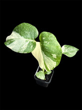 Load image into Gallery viewer, Monstera Thai Constellation High Variegation
