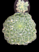 Load image into Gallery viewer, Aeonium tabuliforme Variegata — The Plate Plant'
