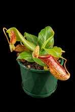 Load image into Gallery viewer, Nepenthes St Gaya

