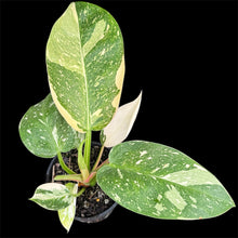 Load image into Gallery viewer, Philodendron Congo Nuclear Variegata
