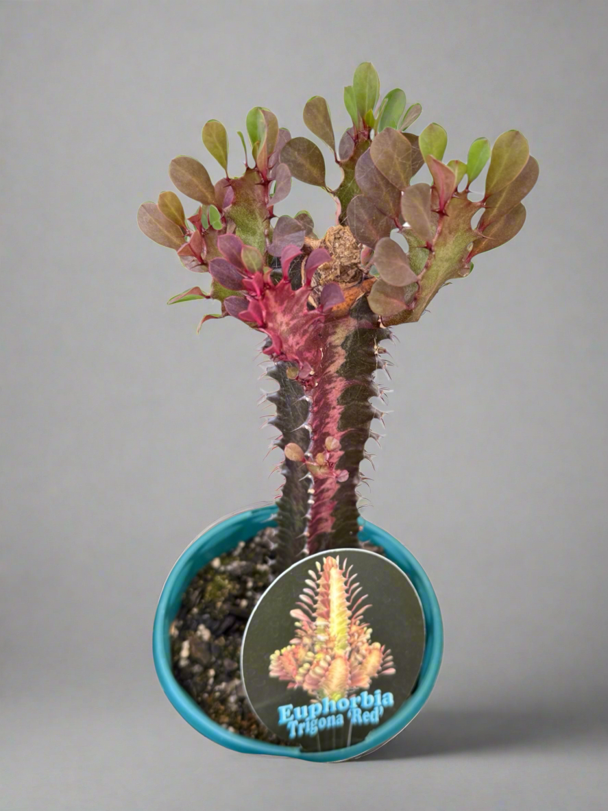 Euphorbia trigona Red