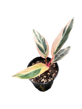 Load image into Gallery viewer, Stromanthe Triostar
