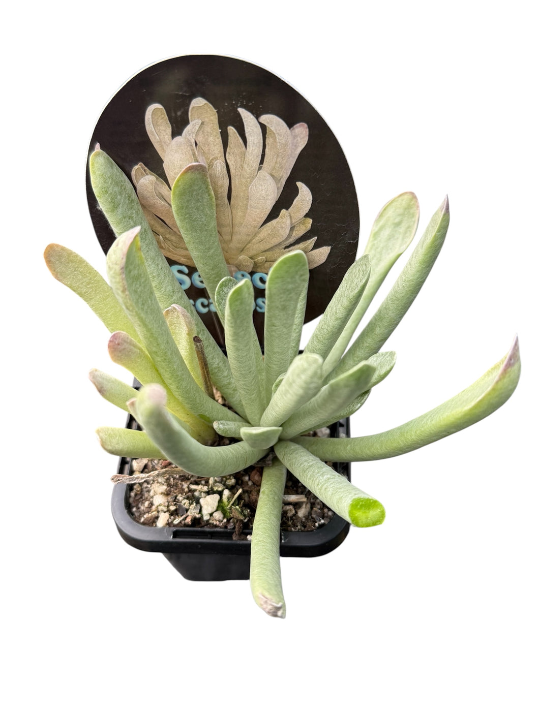 Senecio scaposus 'Silver Spider'