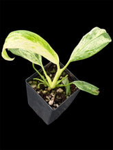 Load image into Gallery viewer, Epipremnum giganteum variegated
