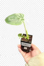 Load image into Gallery viewer, Monstera Bulbasaur
