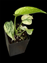Load image into Gallery viewer, Monstera deliciosa White Monster

