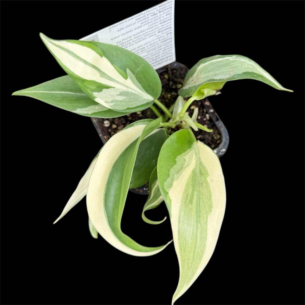 Philodendron hederaceum Rio