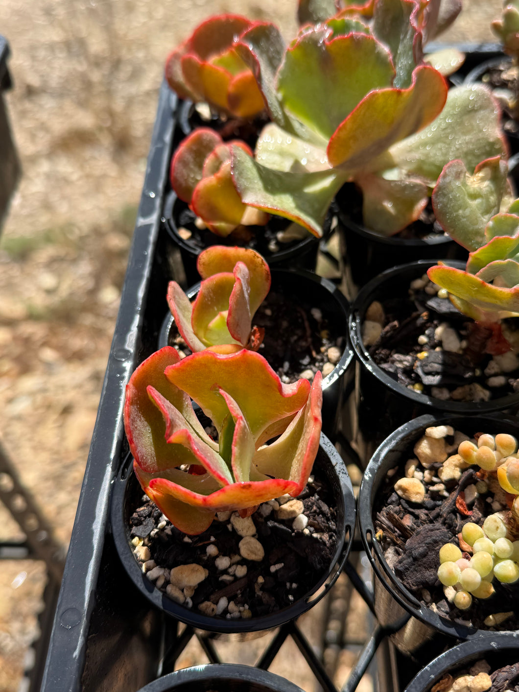 Echeveria Fire and Ice