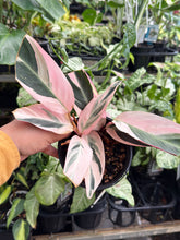 Load image into Gallery viewer, Stromanthe Triostar
