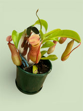 Load image into Gallery viewer, Nepenthes Alata

