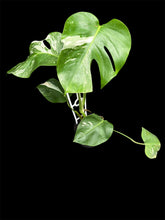 Load image into Gallery viewer, Monstera borsigiana Albo Clearance Price (Pickup or Local Delivery ONLY)
