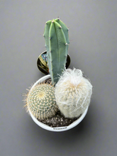 Load image into Gallery viewer, Planter Cacti Triple Planted
