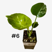 Load image into Gallery viewer, Monstera Bulbasaur
