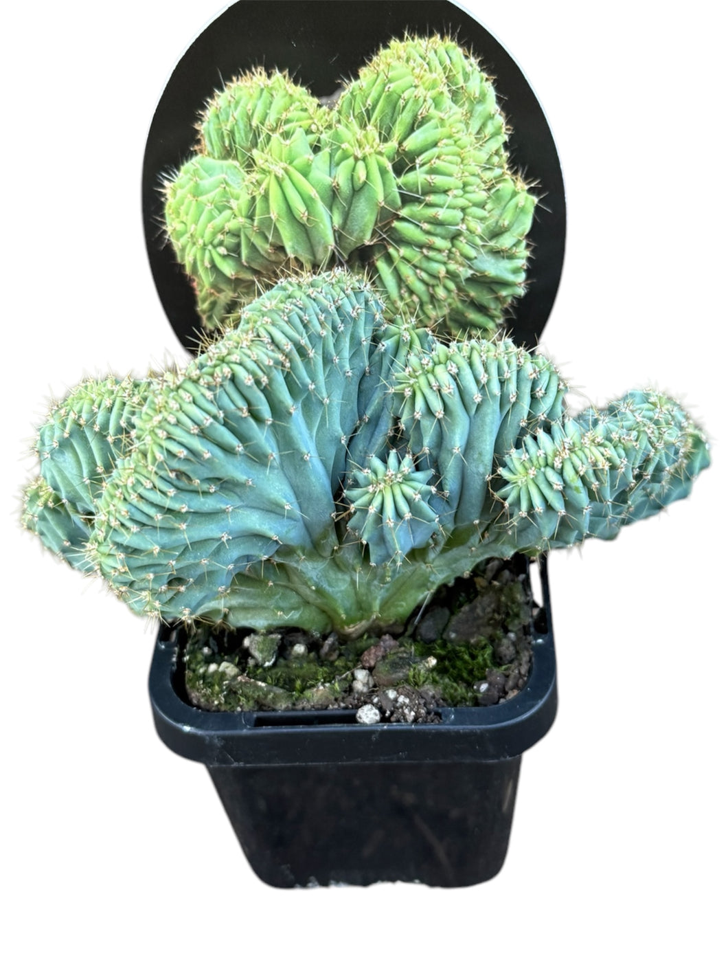 Myrtillocactus geometrizans 'Cristata' - Crested Blue Candle Cactus