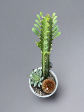 Load image into Gallery viewer, Planter Cacti Triple Planted
