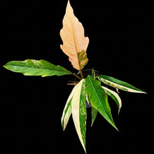 Load image into Gallery viewer, Philodendron serratum Caramel Marble
