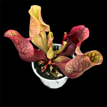 Load image into Gallery viewer, Sarracenia purpurea x venosa Pitcher Plant hybrid
