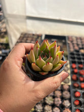 Load image into Gallery viewer, Echeveria sp Hybrid
