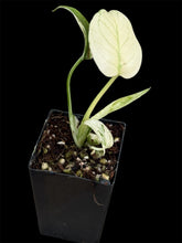 Load image into Gallery viewer, Monstera deliciosa White Monster
