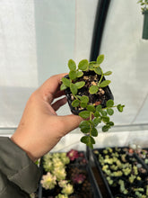 Load image into Gallery viewer, Kalanchoe Uniflora
