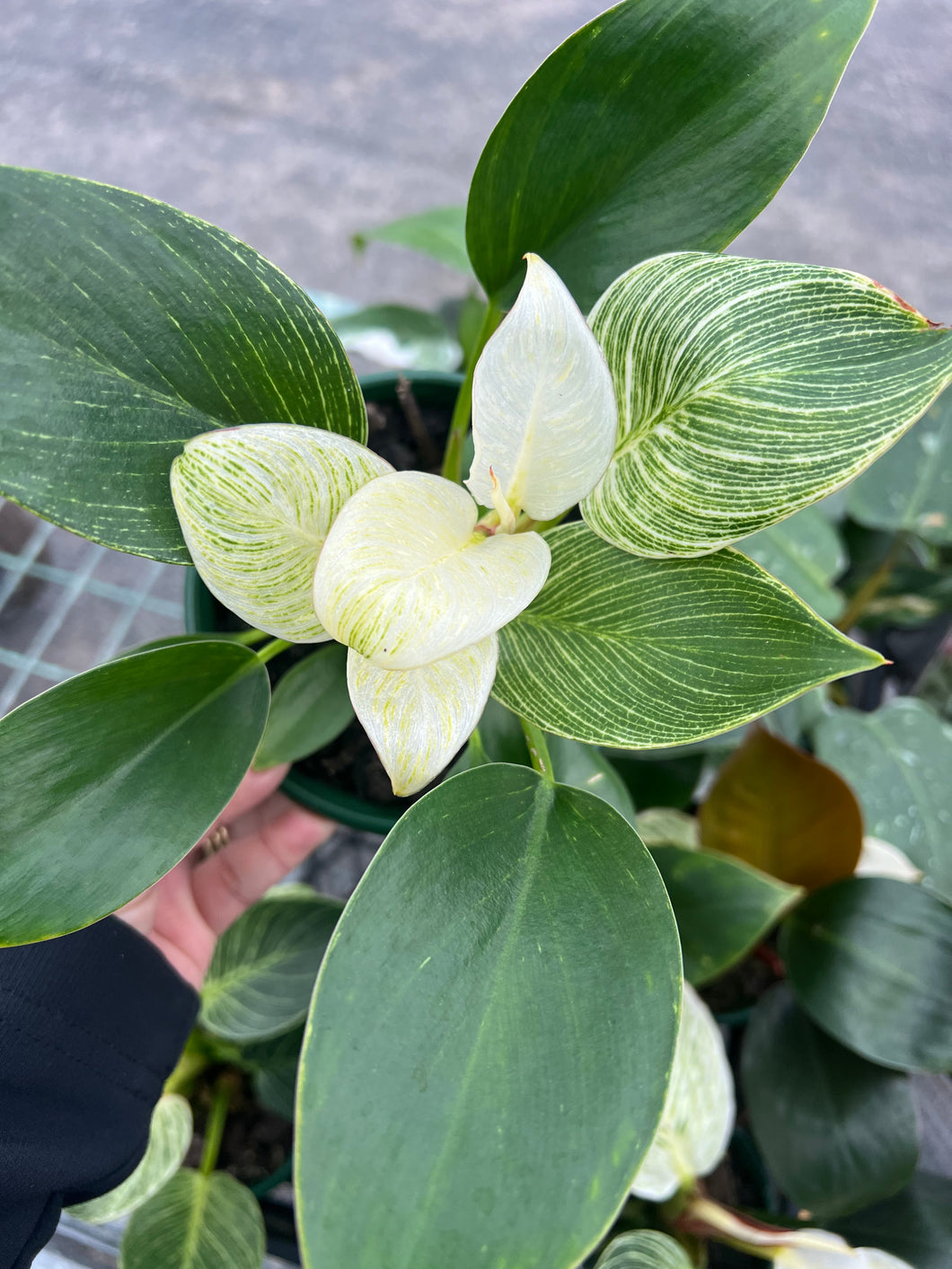 Philodendron Birkin