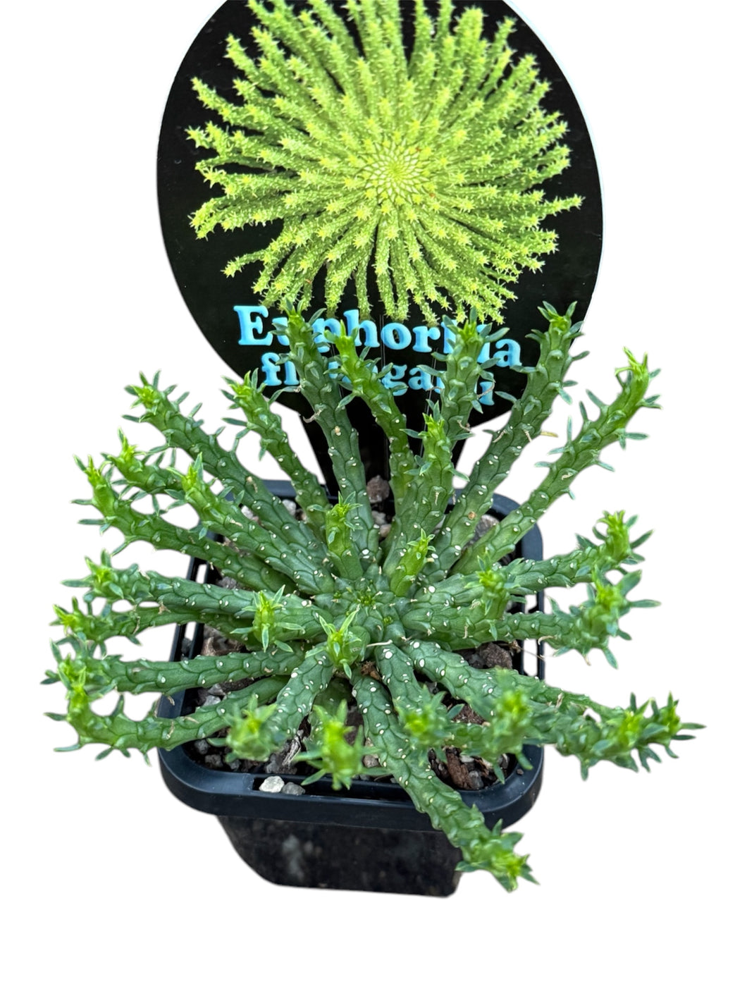 Euphorbia flanaganii 'Medusa Head' - The Serpent Succulent