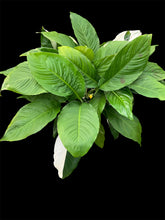 Load image into Gallery viewer, Spathiphyllum Peace Lily Picasso
