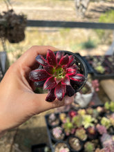 Load image into Gallery viewer, Aeonium Peacock
