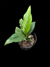 Load image into Gallery viewer, Spathiphyllum Picasso
