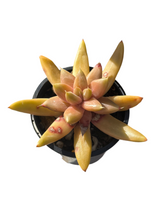 Load image into Gallery viewer, Echeveria Tolimanensis
