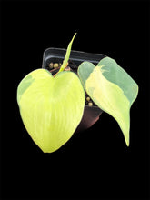 Load image into Gallery viewer, Philodendron Brasil
