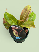 Load image into Gallery viewer, Nepenthes Gentle
