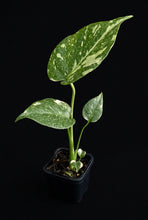 Load image into Gallery viewer, Monstera Thai Constellation
