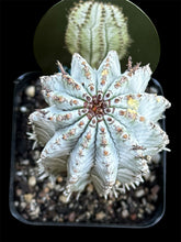 Load image into Gallery viewer, Euphorbia polygona ‘Zig Zag'
