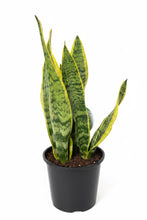 Load image into Gallery viewer, Sanseveria laurentii (not for postage)
