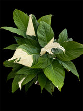 Load image into Gallery viewer, Spathiphyllum Peace Lily Picasso
