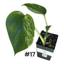 Load image into Gallery viewer, Monstera Bulbasaur
